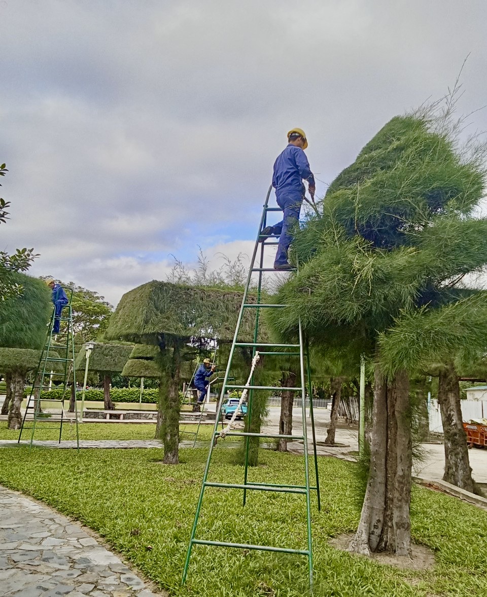 Công nhân Công ty Cổ phần Môi trường đô thị Nha Trang 
cắt tỉa cây xanh ở công viên bờ biển Nha Trang.
