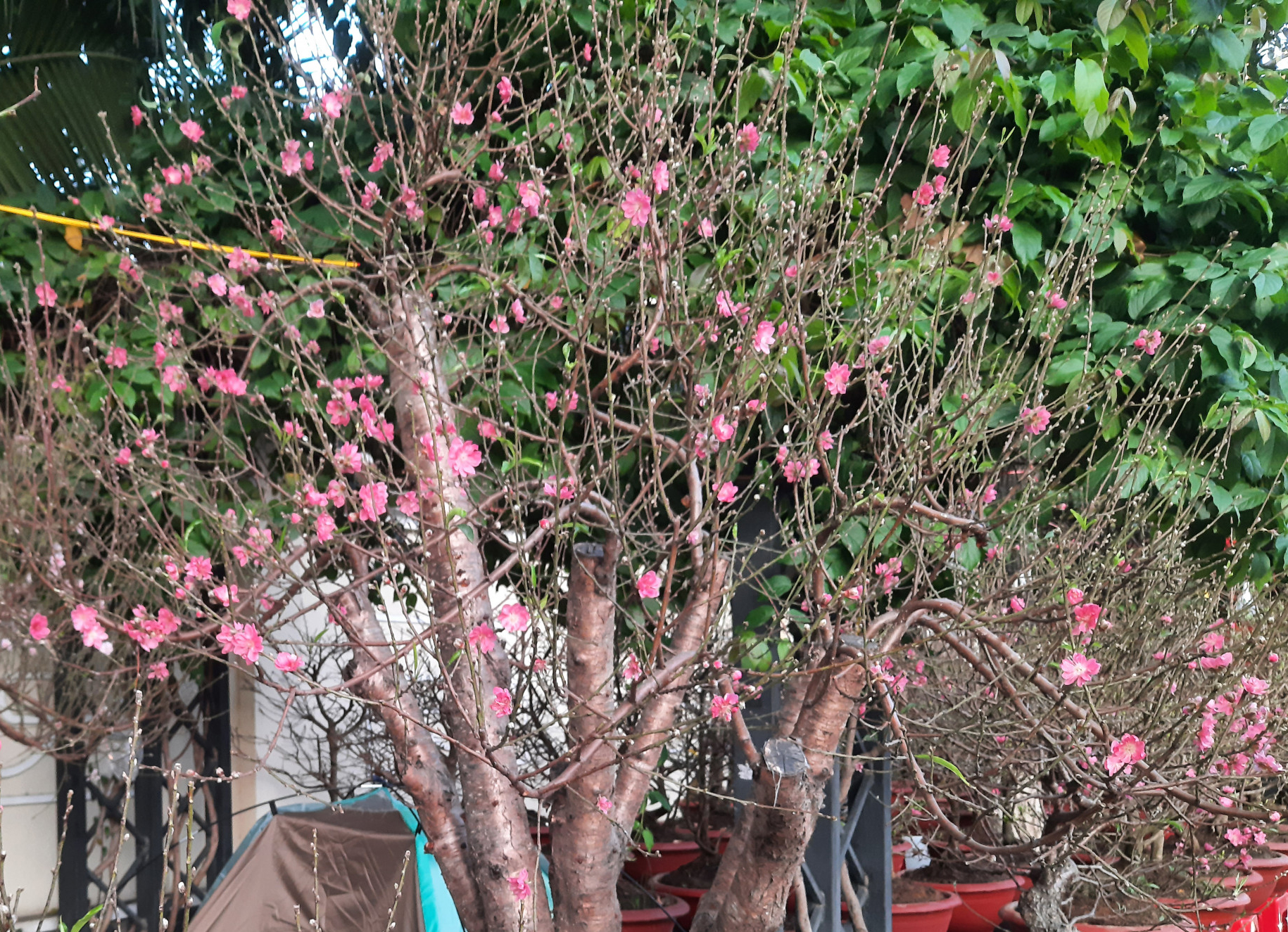 Ngắm hoa kiểng Tết giá “khủng” 