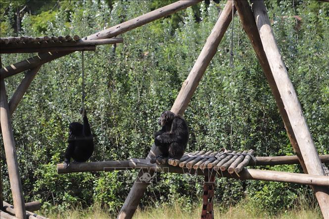 Phát hiện mới về loài tinh tinh hoang dã