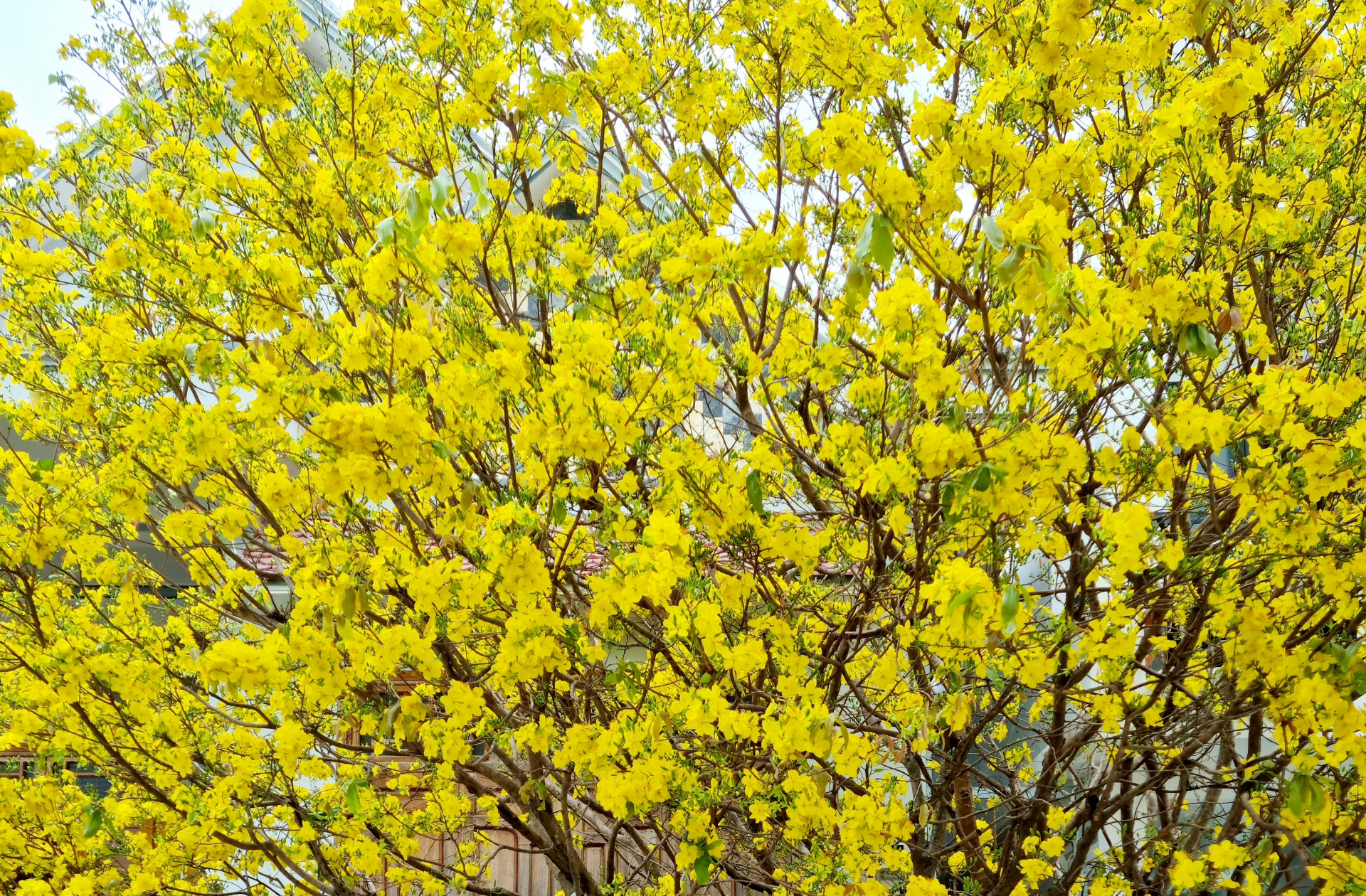 Đi tìm mai Tết ở xứ ngàn mai