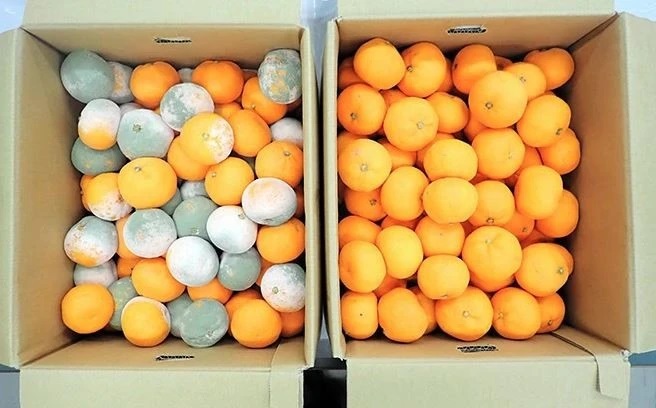 Bước đột phá trong công nghệ bảo quản trái cây và rau củ tươi tại Nhật Bản