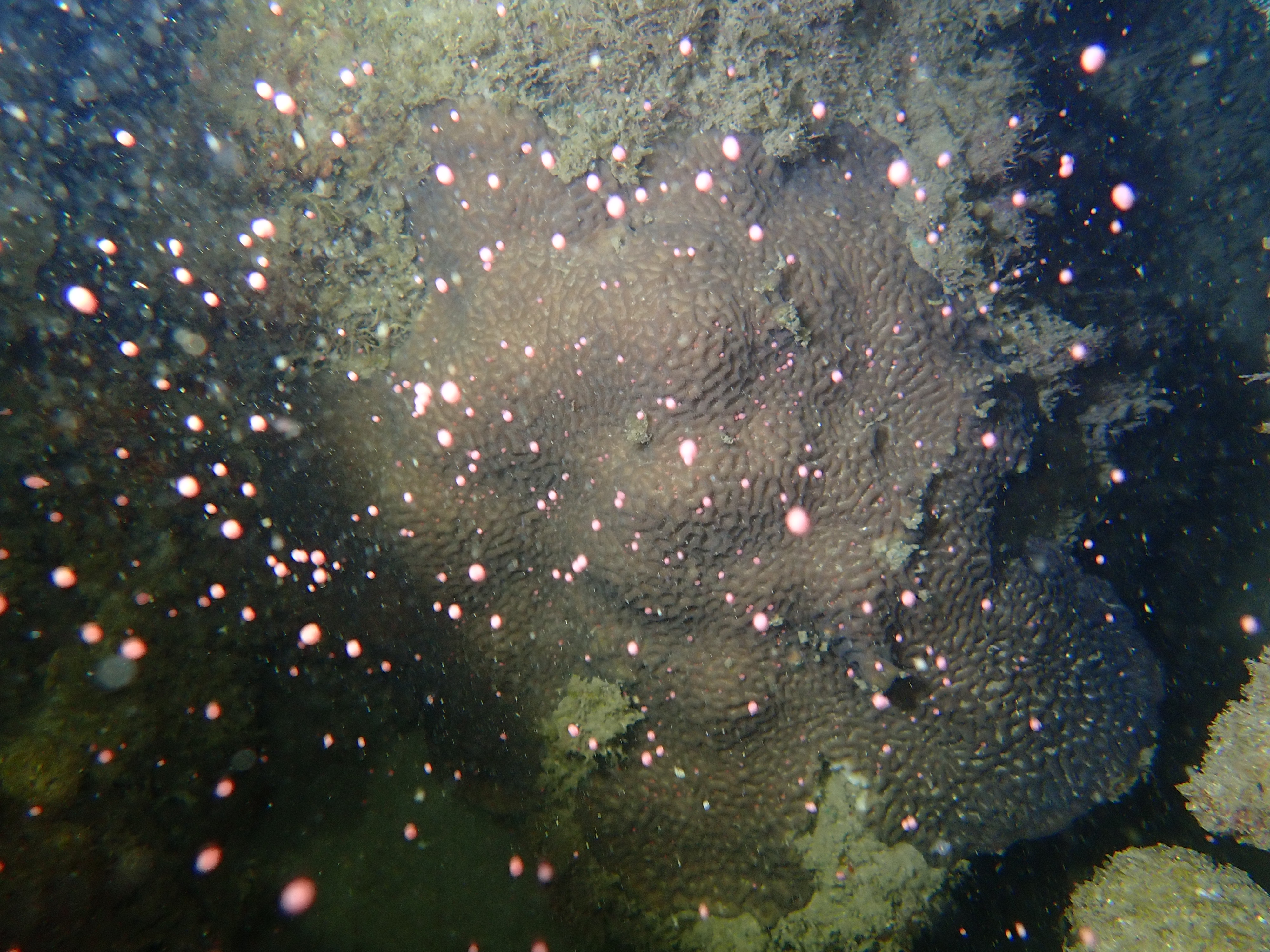 Khoảnh khắc ngoạn mục khi san hô
giải phóng giao tử do nhóm nghiên cứu ghi lại.