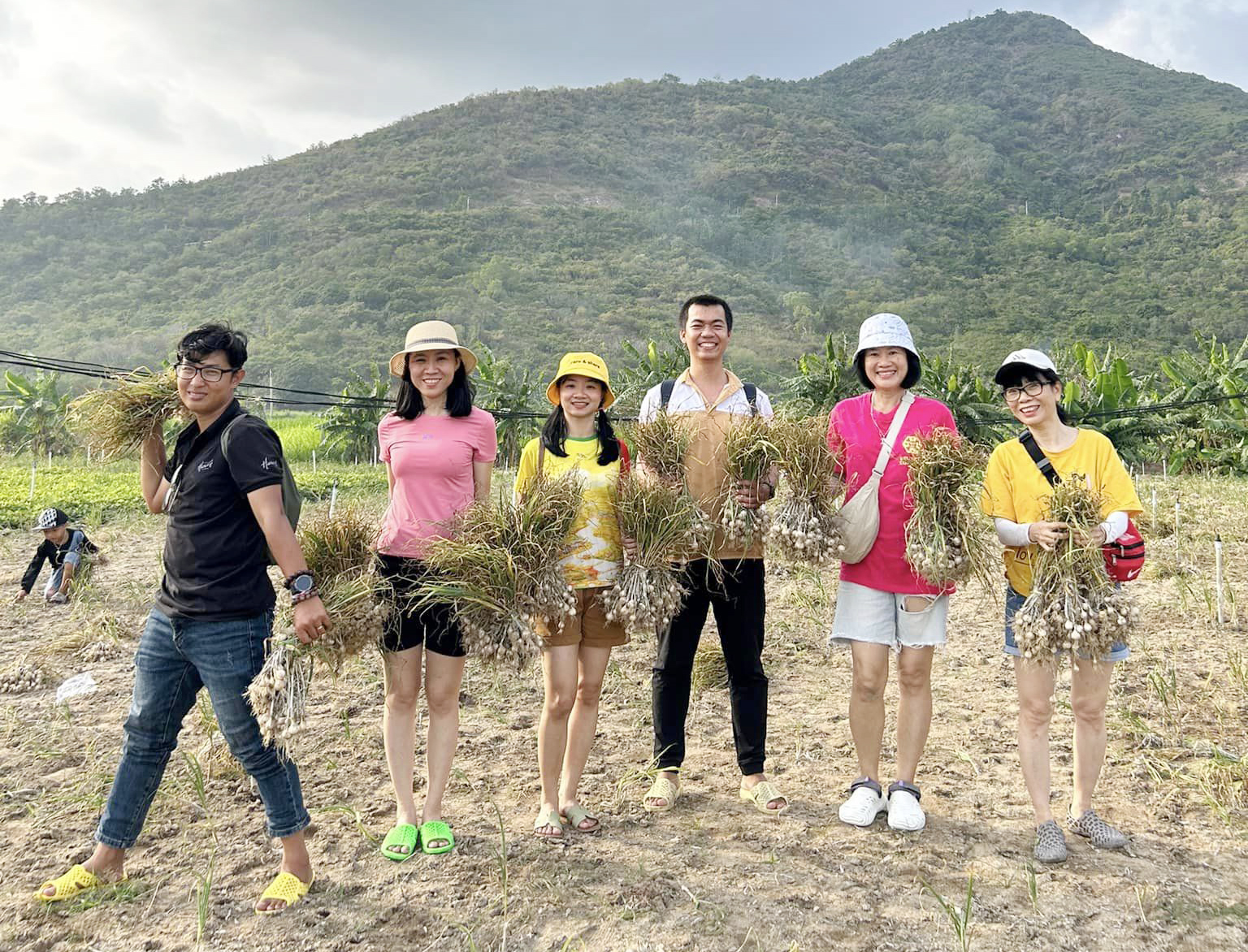 Tourists participating in garlic harvesting in Ninh Van. 