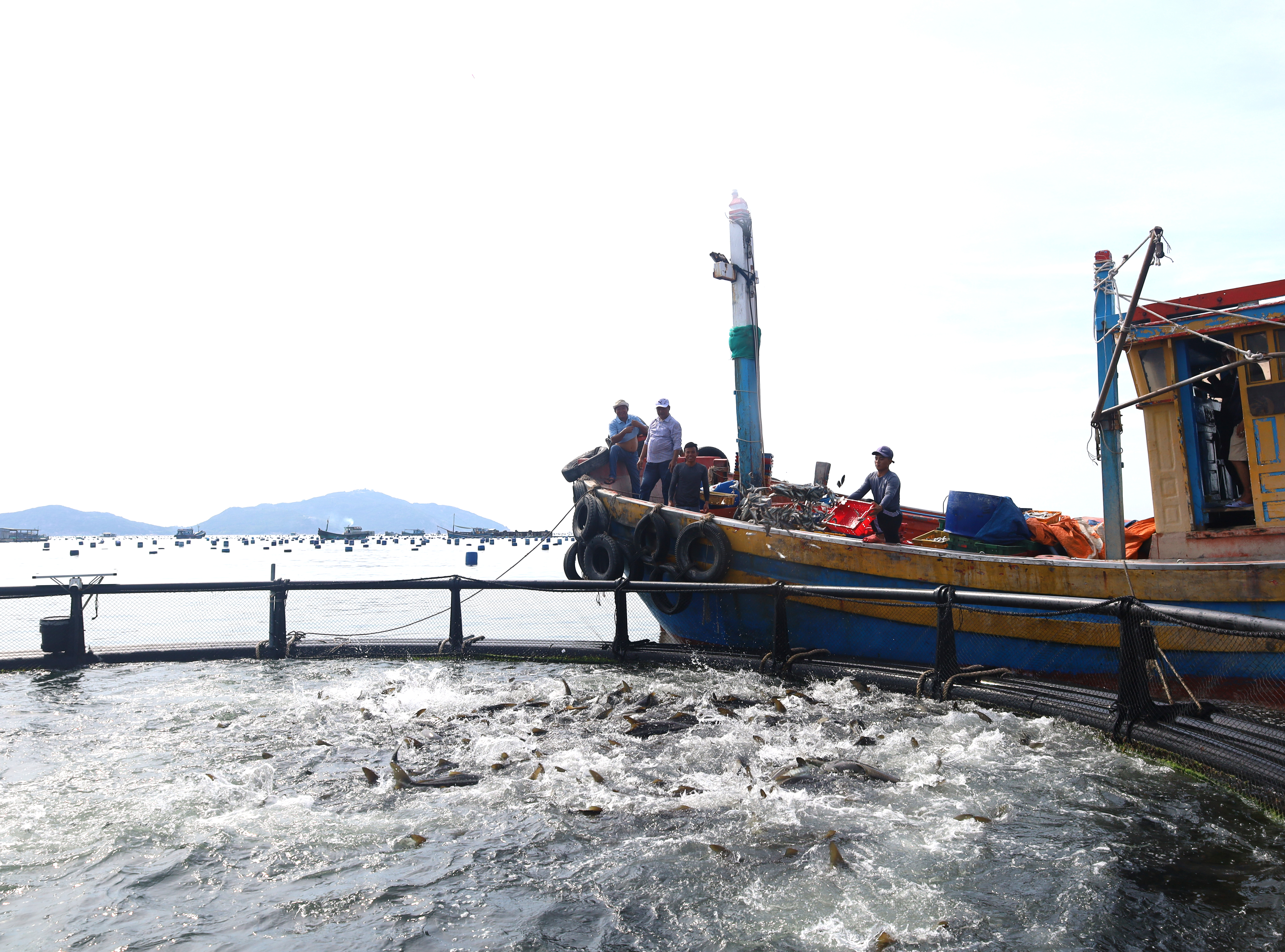 Cá bớp nuôi trong lồng HDPE 
của gia đình ông Phan Văn Thành 
chờ xuất bán dịp Tết.