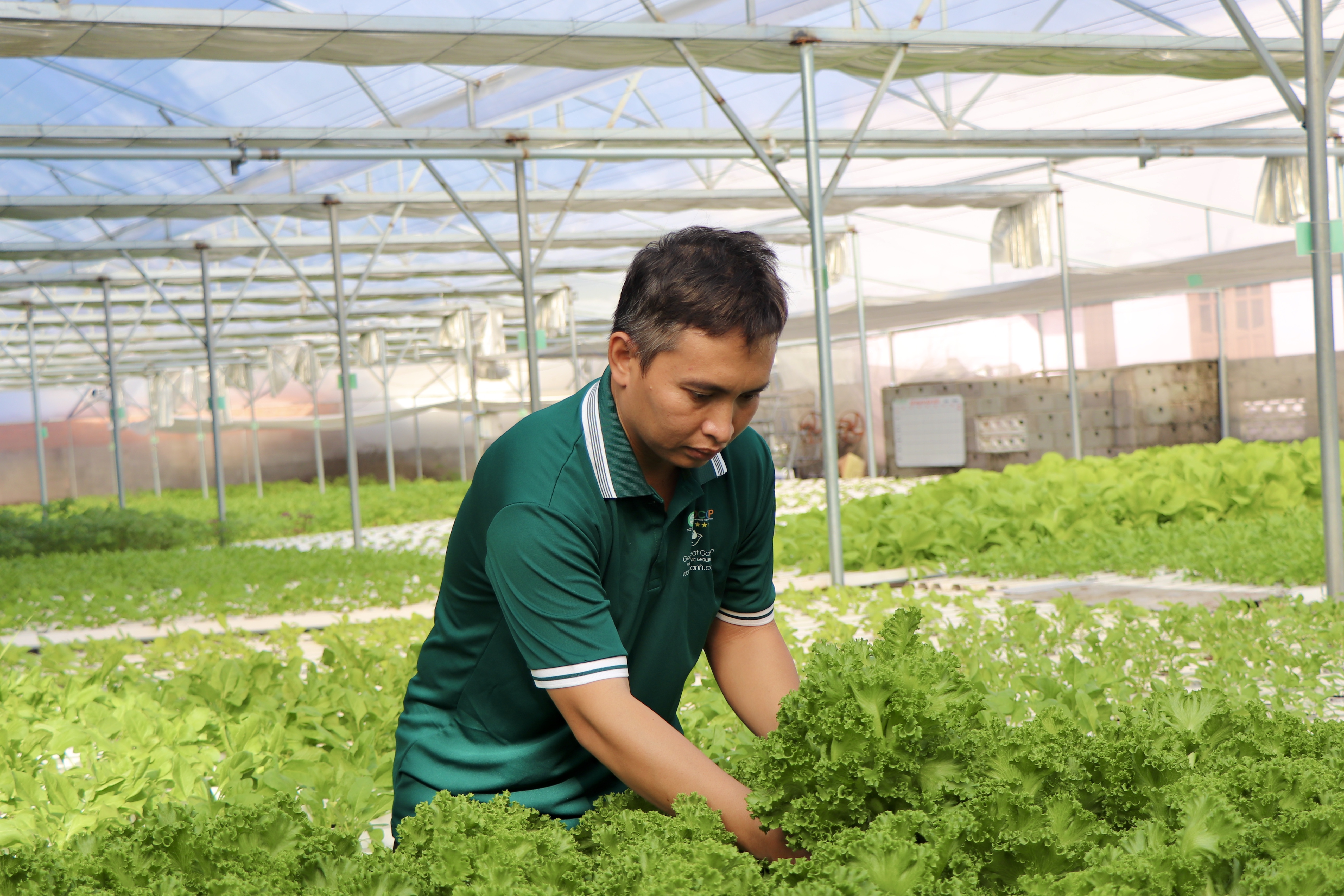 Thu hoạch rau thủy canh.