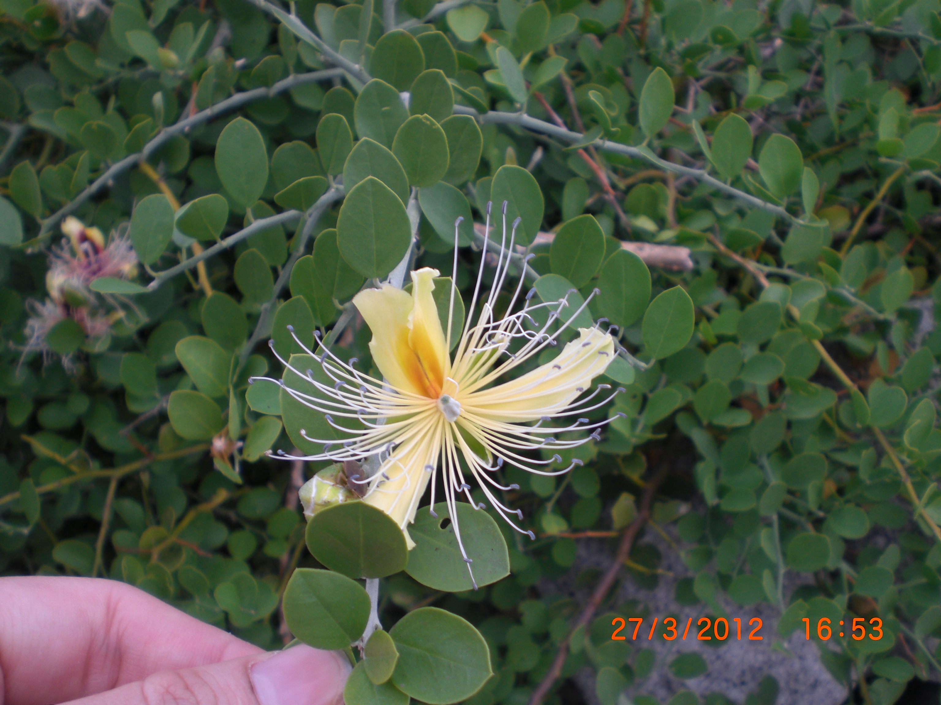 Gọi tên những loài hoa