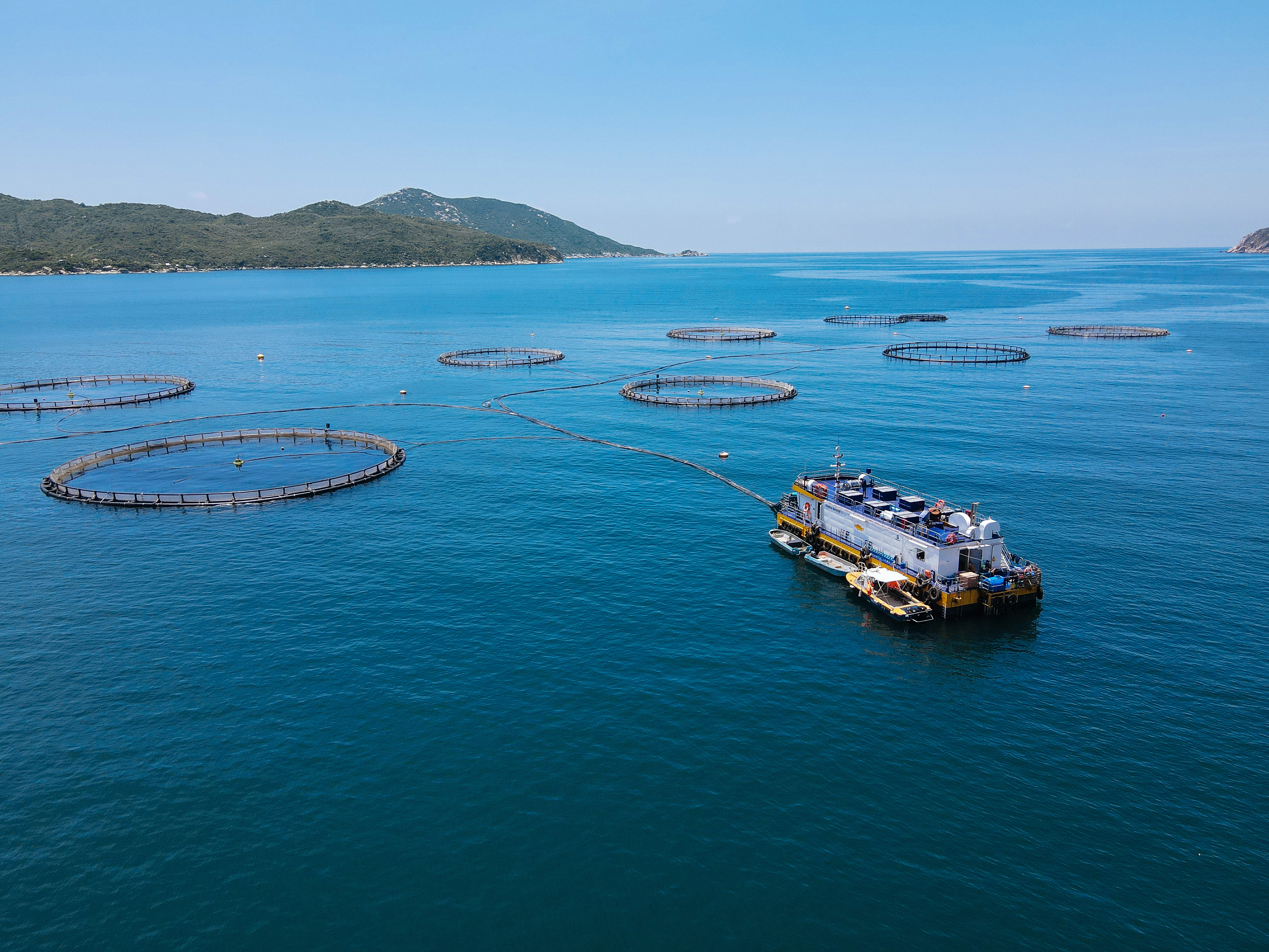 Khu vực nuôi cá chẽm công nghệ cao 
của Công ty TNHH Thủy sản Australis Việt Nam trên vịnh Vân Phong.