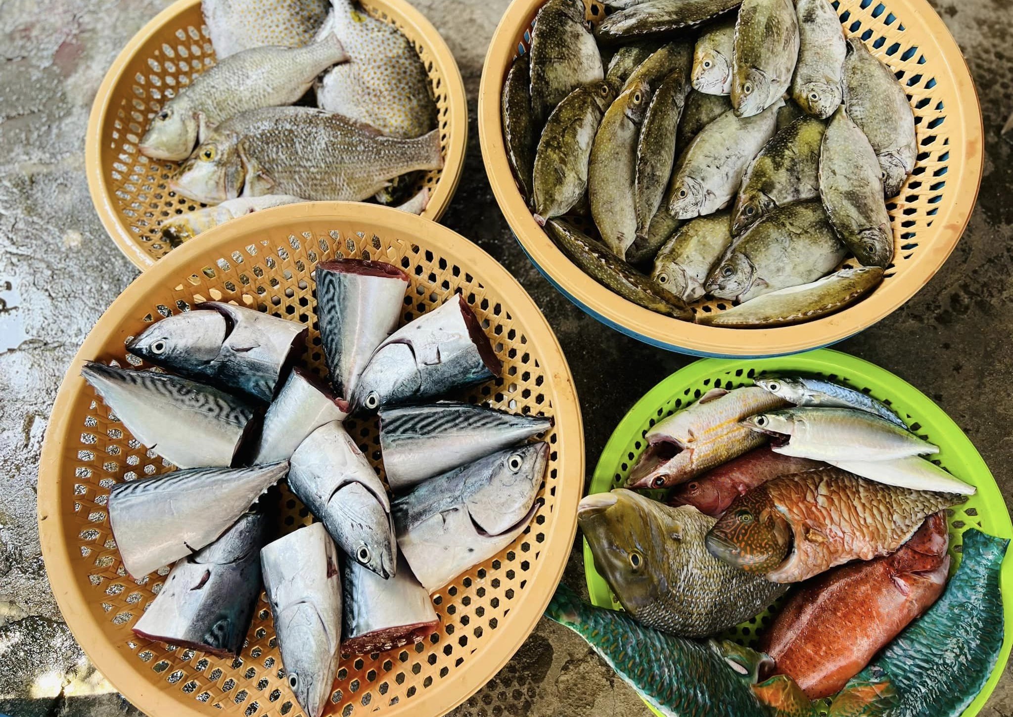 Nhiều loại cá tươi ngon 
được chính tay 
chị Ngọc chọn lựa.