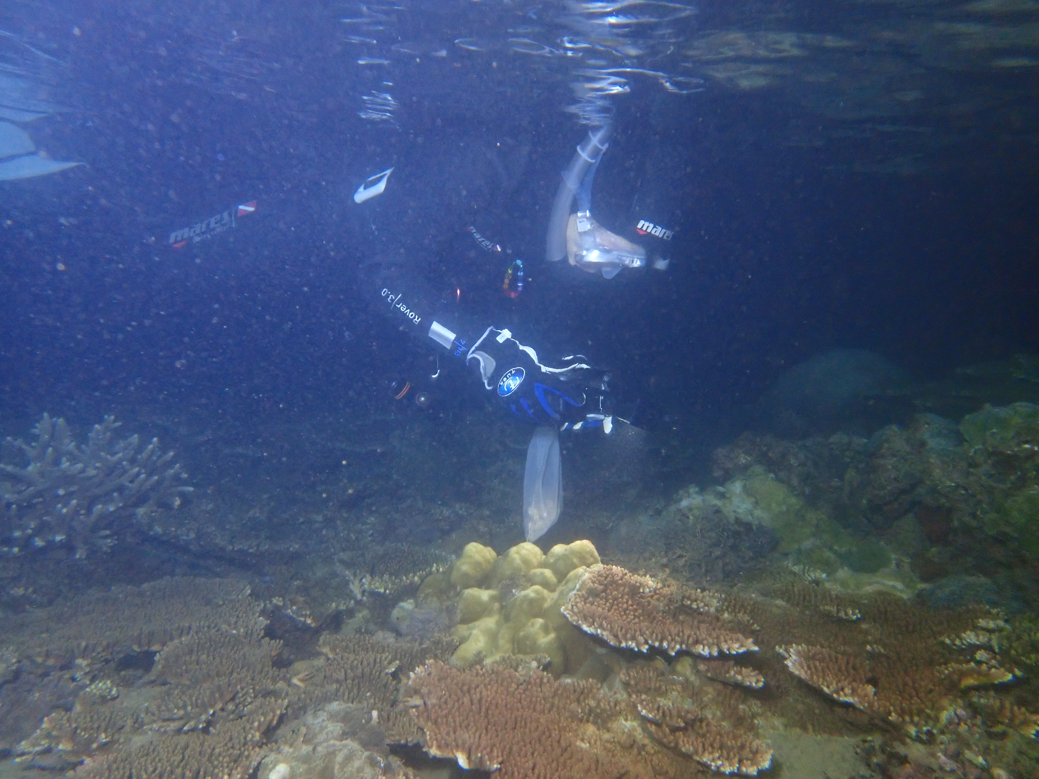 Thành viên nhóm nghiên cứu ghi lại khoảnh khắc san hô đẻ trứng.