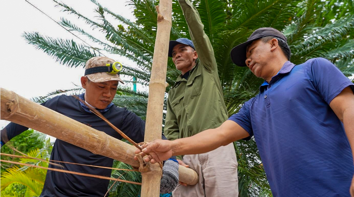 Thao tác buộc giàn giáo bằng thân tre để khai thác tổ yến trên các hòn đảo.