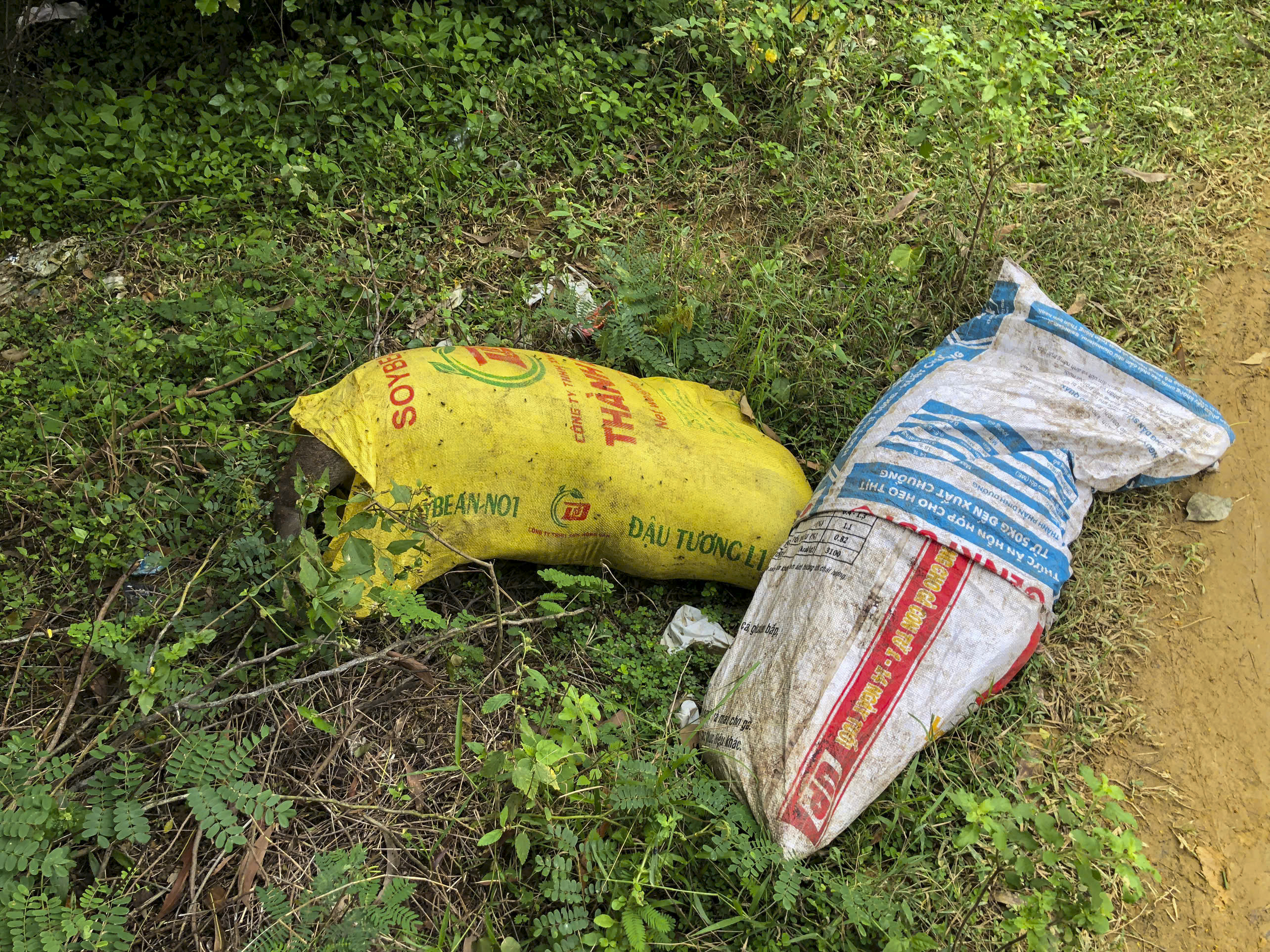 Kịp thời tiêu hủy heo chết vứt bên đường