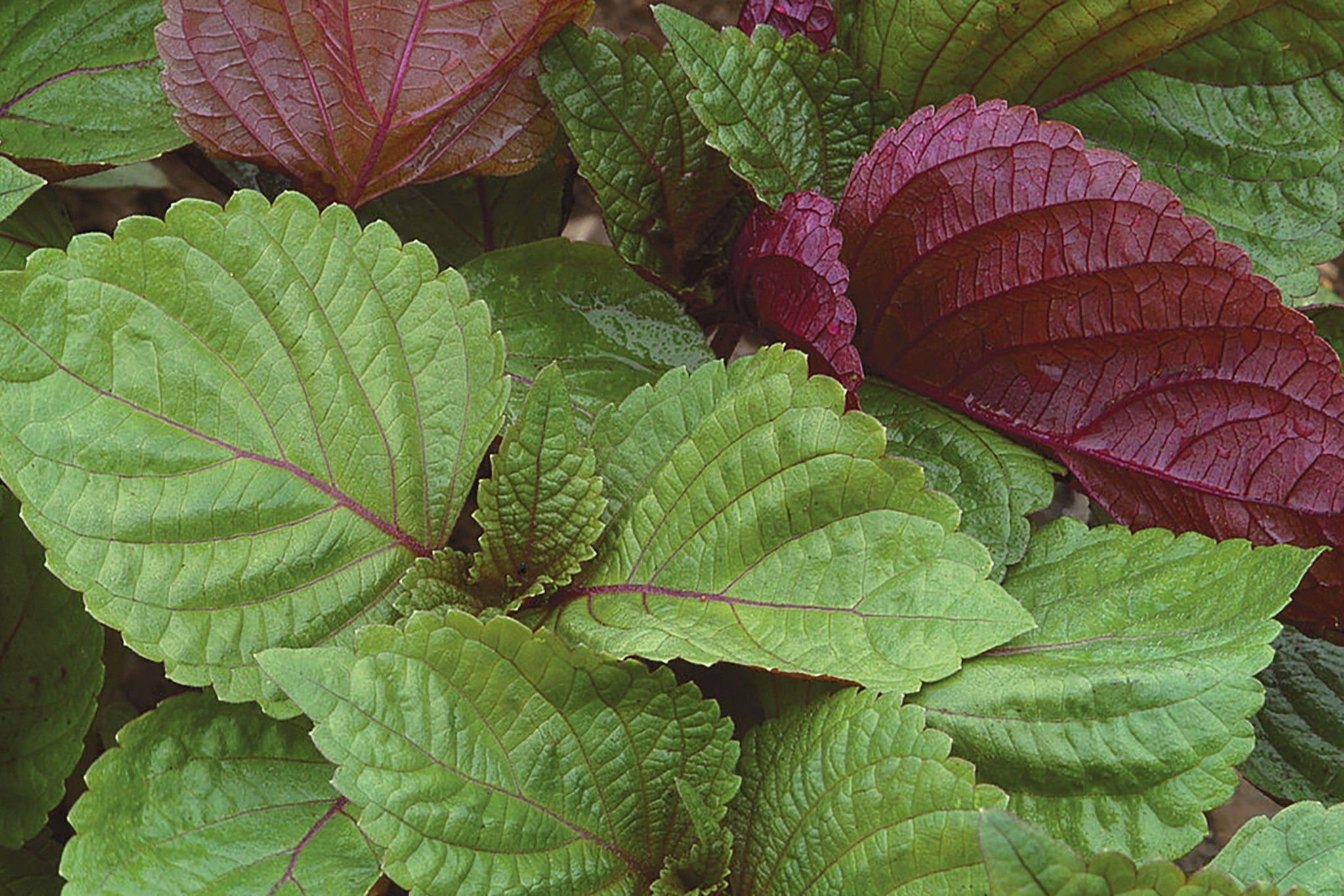 Tía tô có tác dụng phát tán phong hàn, giúp giải cảm, giảm ho trong mùa lạnh.