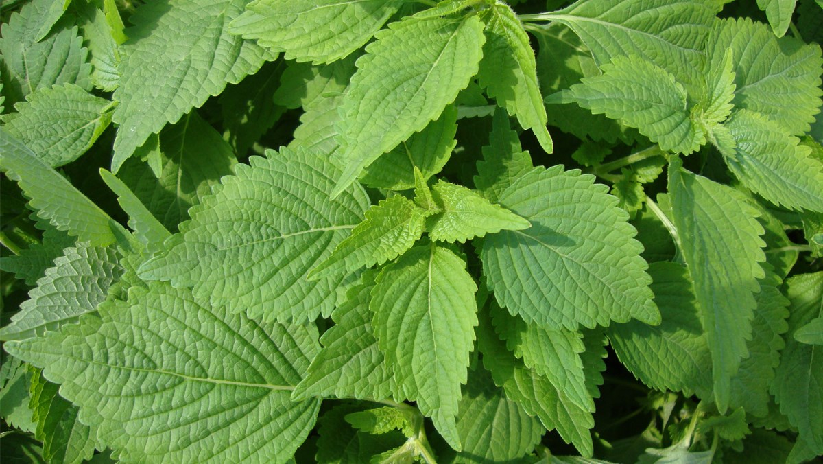 Kinh giới tác dụng phát tán phong hàn, trị cảm lạnh, nhức đầu, ngạt mũi trong mùa lạnh.