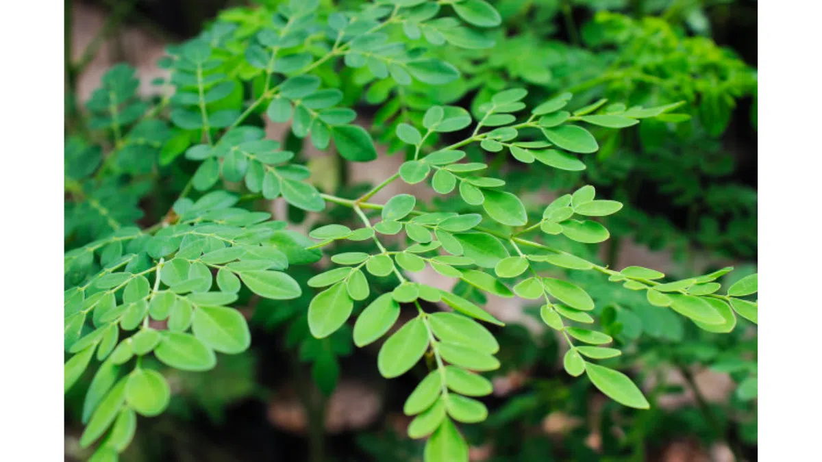 Tô canh của ký ức