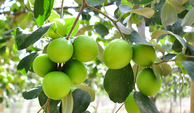 Táo ta giúp bổ khí huyết, hỗ trợ hoạt động của tim mạch.