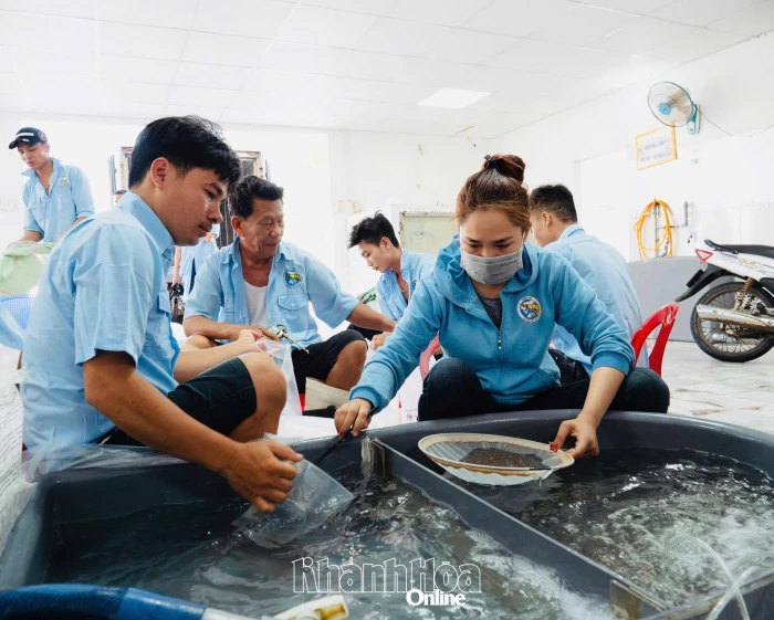 Thúc đẩy nghề tôm giống phát triển bền vững