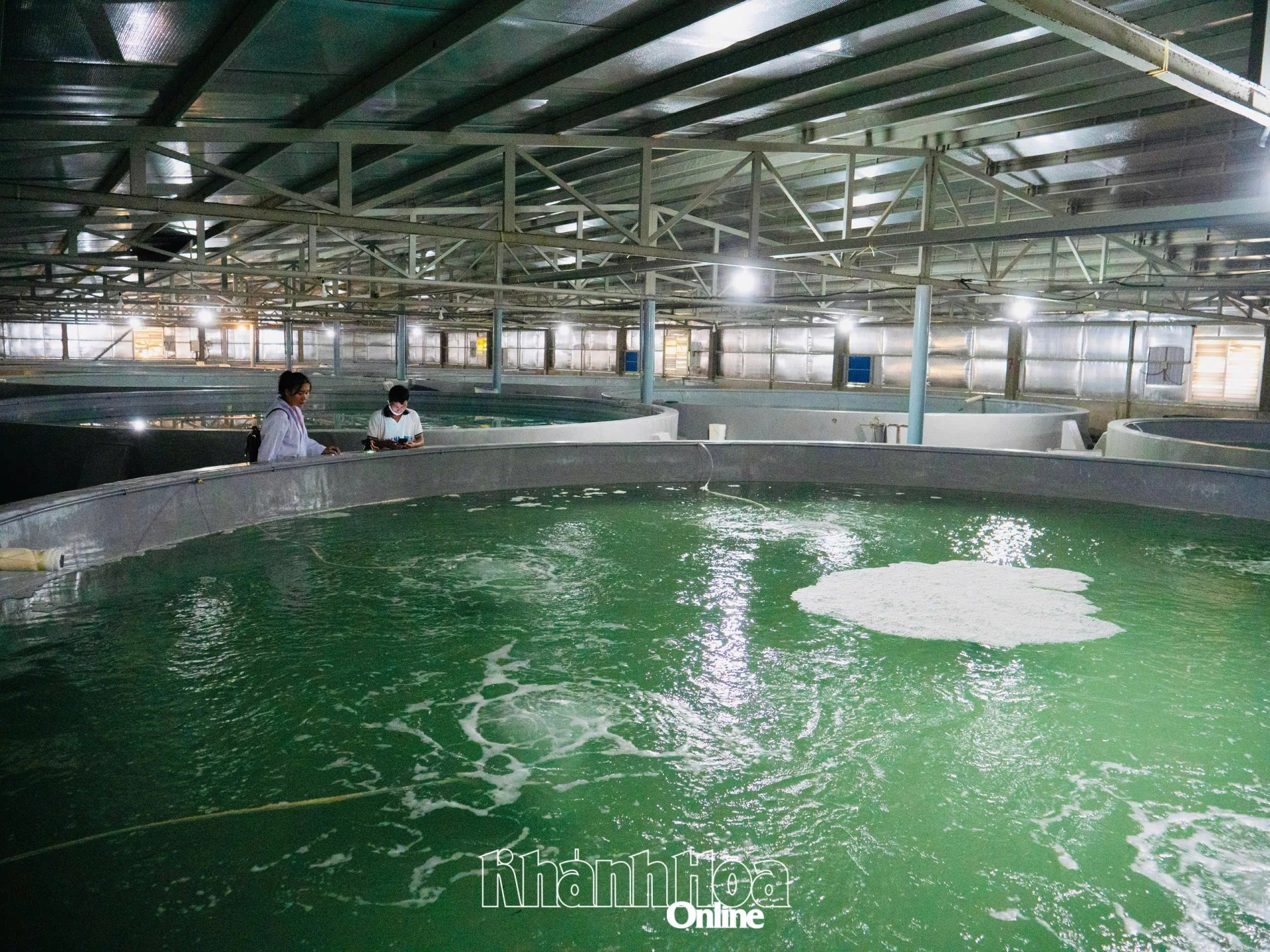 Sản xuất tôm giống tại 1 cơ sở ở khu vực phía nam của tỉnh.

