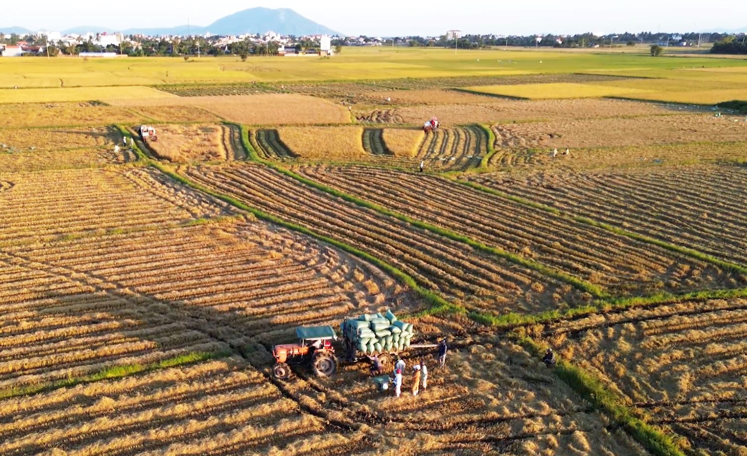 Nông dân xã Vạn Ninh thu hoạch lúa vụ mùa.
