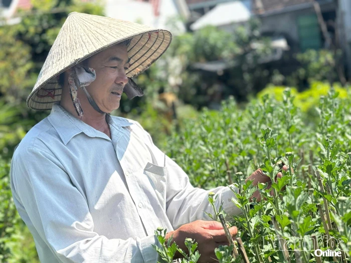 Tất bật vào vụ cúc Tết