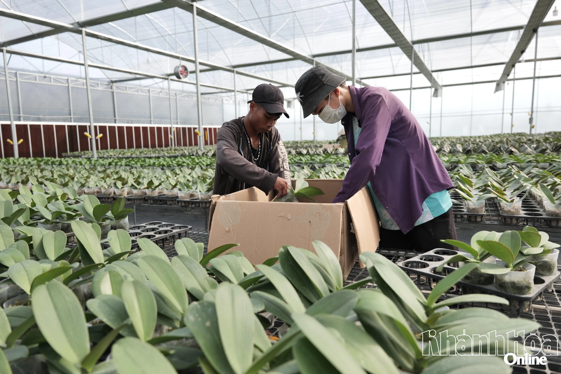 Sản xuất hoa lan trong nhà màng ứng dụng công nghệ cao tại xã Bác Ái.