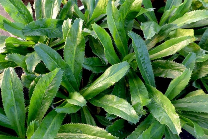 Bất ngờ lợi ích sức khỏe từ lá mùi tàu