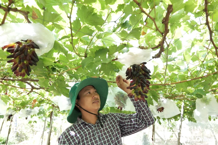 Nâng cao giá trị cây trồng gắn với chuyển đổi xanh 