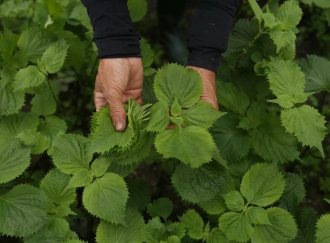 Phương pháp điều trị tàn nhang bằng lá tía tô hiệu quả mà dễ làm tại nhà