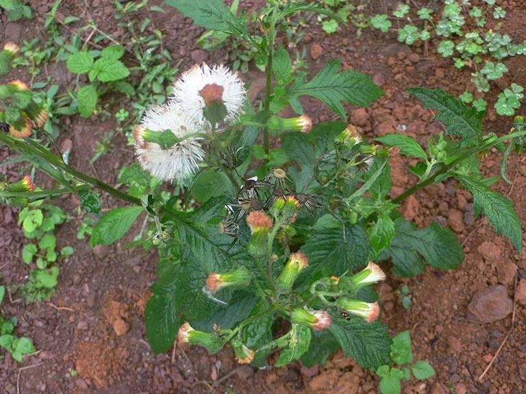 Cải trời, cây thuốc quý chữa nhiều bệnh