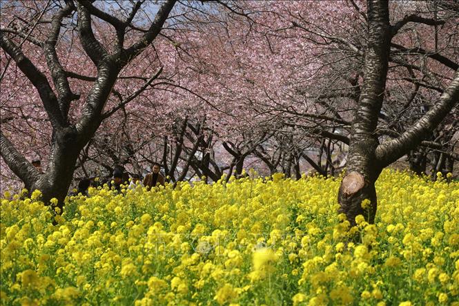 Vườn hoa cải dưới tán hoa anh đào Kawazu. Ảnh: Xuân Giao/TTXVN

