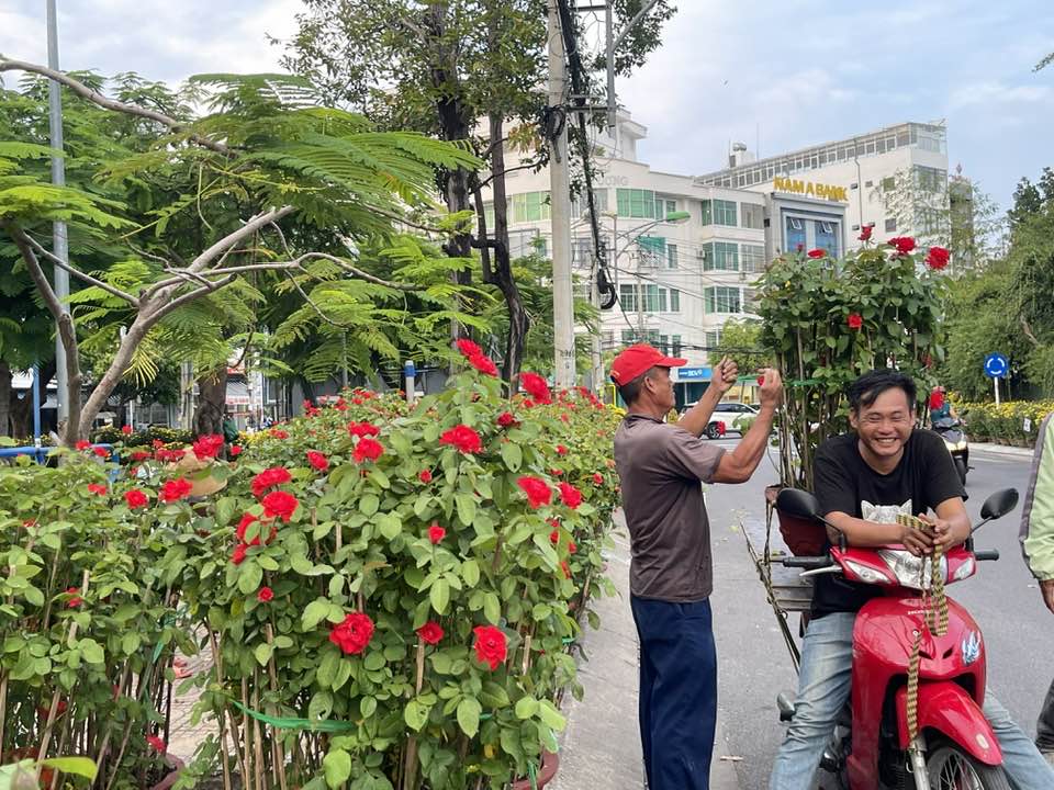 Red roses decorate the street
