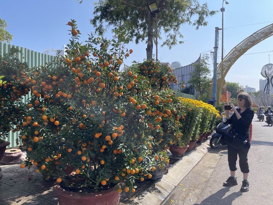 Du khách nước ngoài chụp ảnh các cây quất trĩu quả trên đường Thái Nguyên
