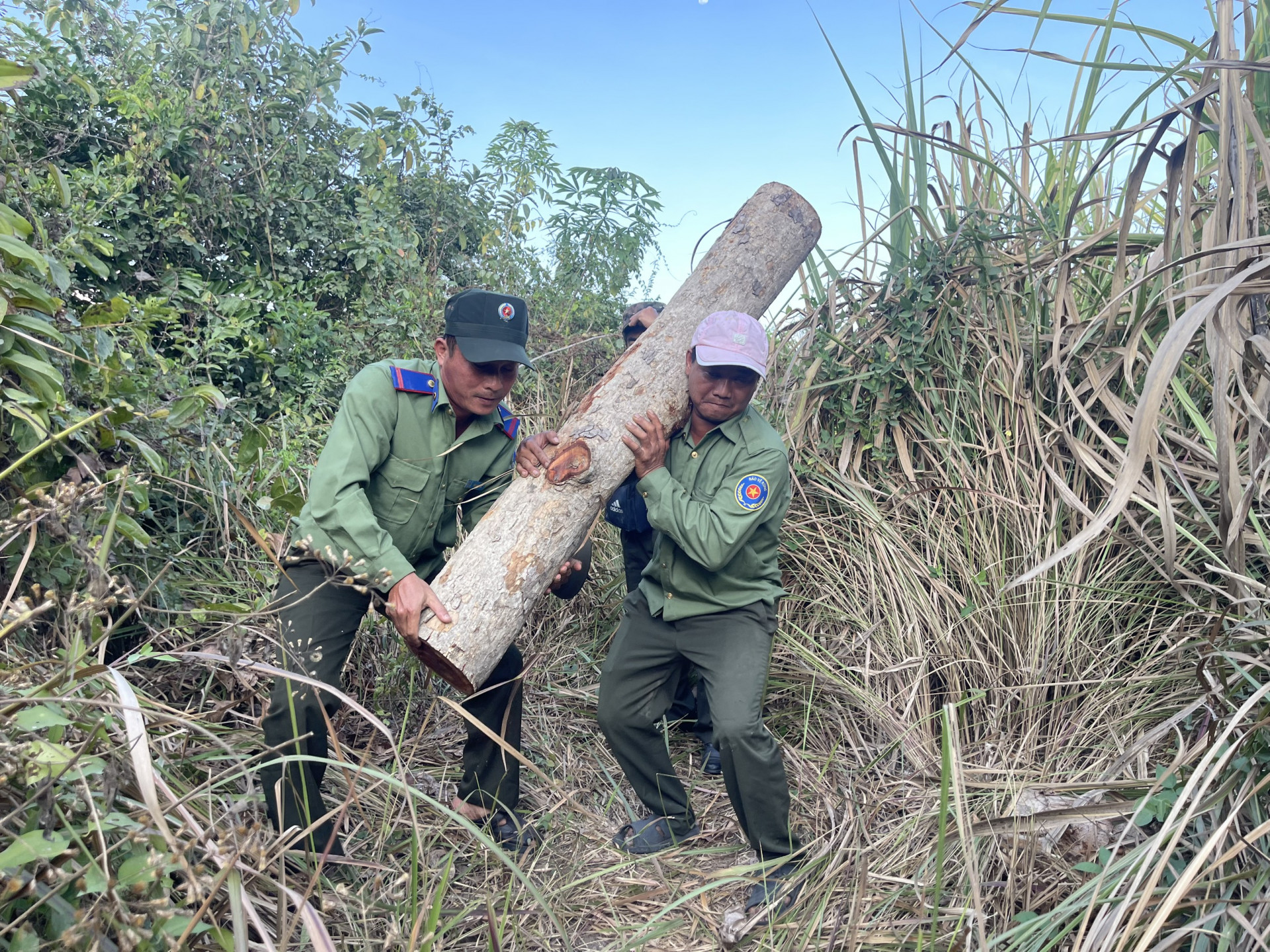 ực lượng của Ban quản lý rừng phòng hộ Bắc Khánh Hòa đưa số gỗ căm xe này ra khỏi khu vực cất giấu