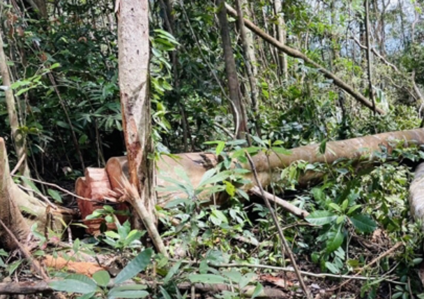 Hạt Kiểm lâm Khánh Vĩnh: Xử lý 13 vụ vi phạm hành chính, nộp ngân sách hơn 190 triệu đồng