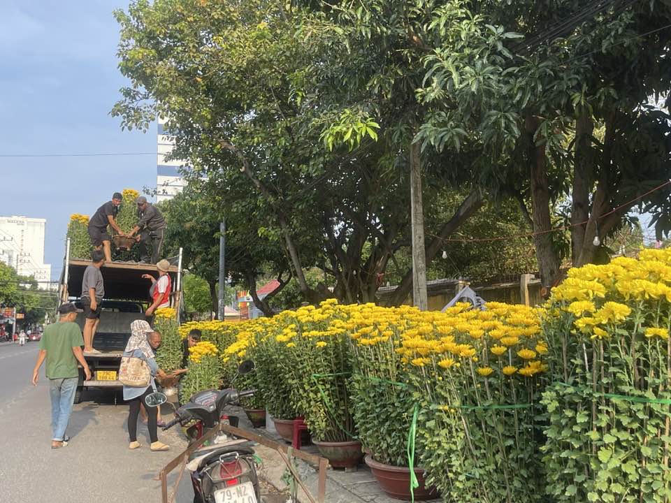 Pots of chrysanthemums are unloaded from a truck
