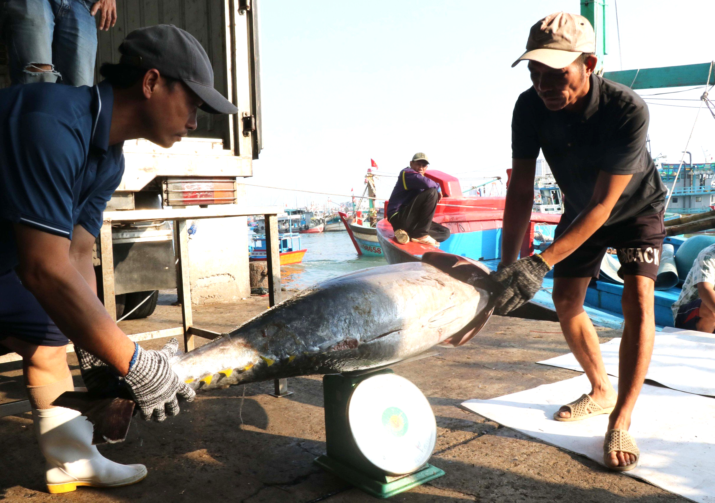 Tàu câu cá ngừ đại dương đạt sản lượng khá cao trong chuyến biển đầu năm mới Giáp Thìn 2024.