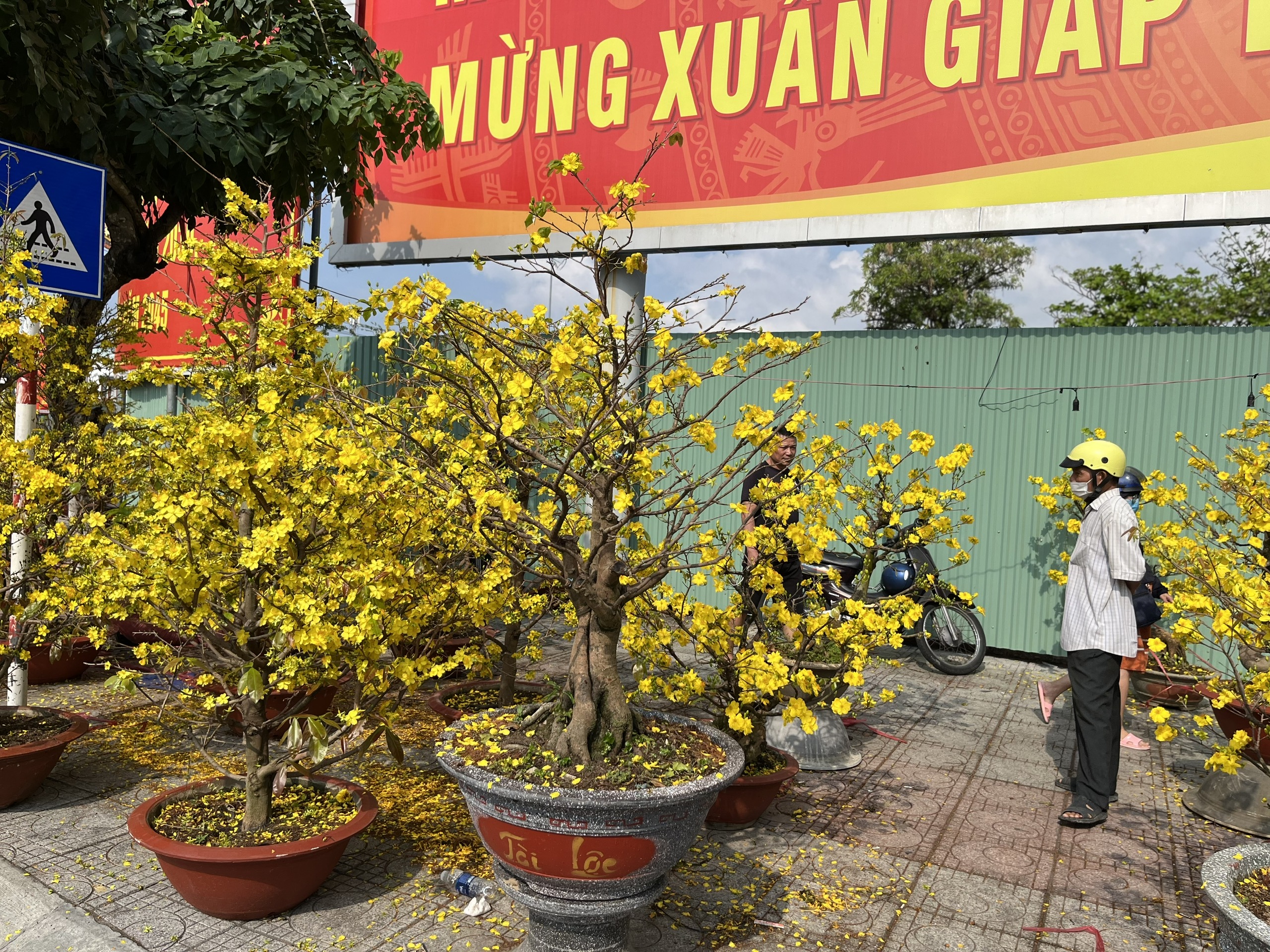 Người dân chủ yếu ngắm hoa chứ mua ít.