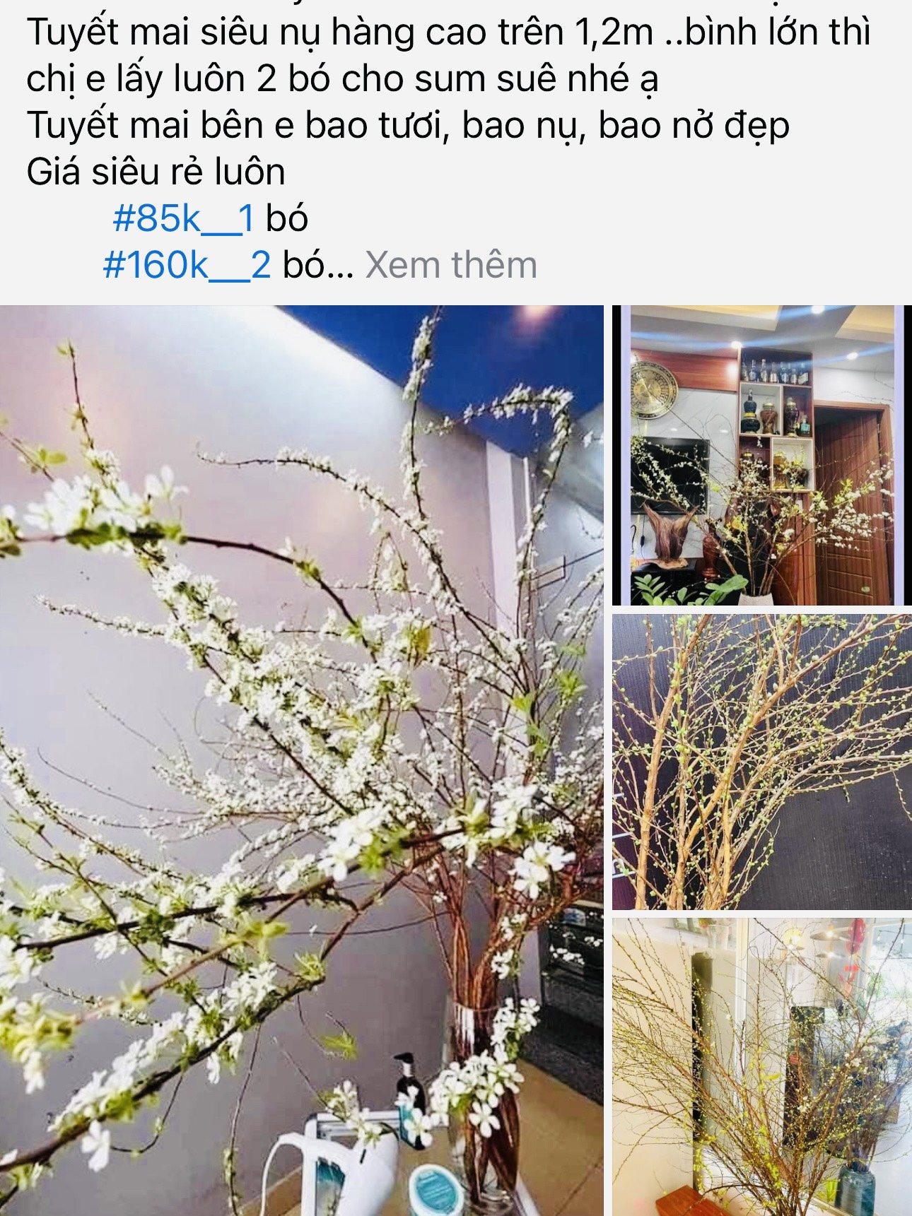 Trên các trang mạng xã hội các loại hoa chưng Tết được bán rất phong phú