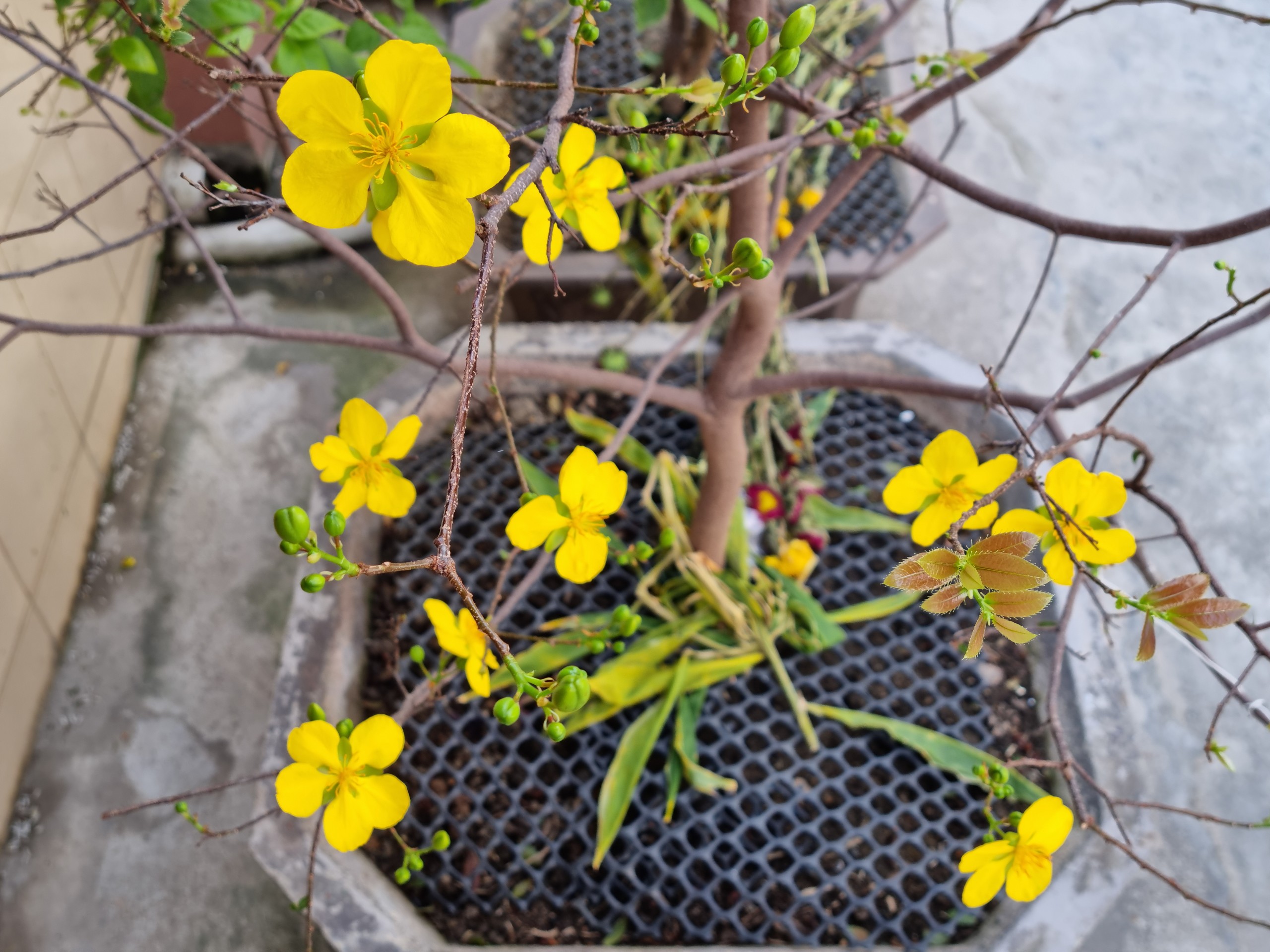 Những mùa xuân cũ