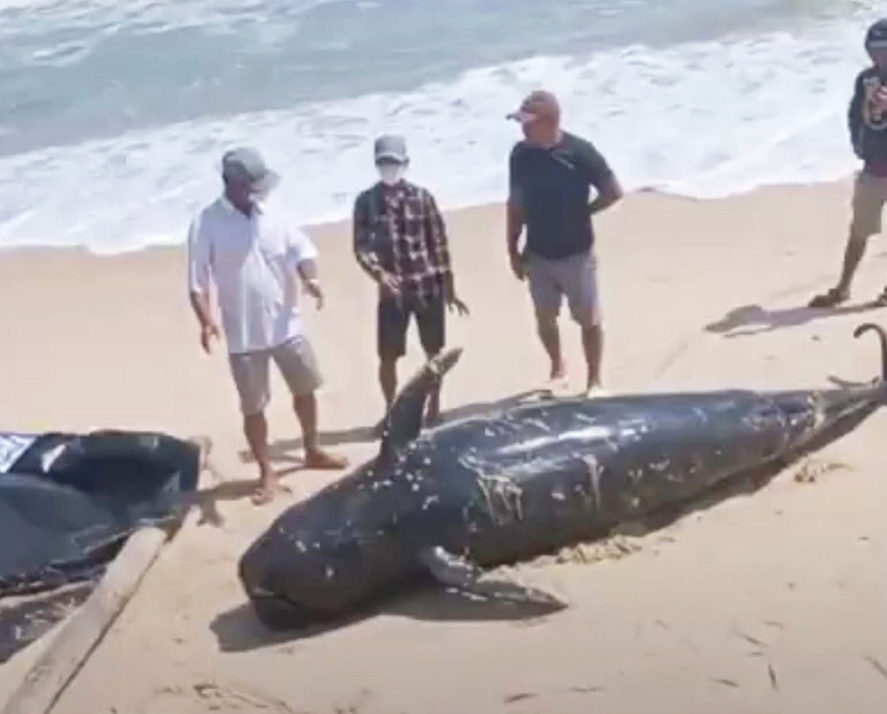 Cá voi nặng gần 1 tấn dạt vào bờ biển Hòn Gầm