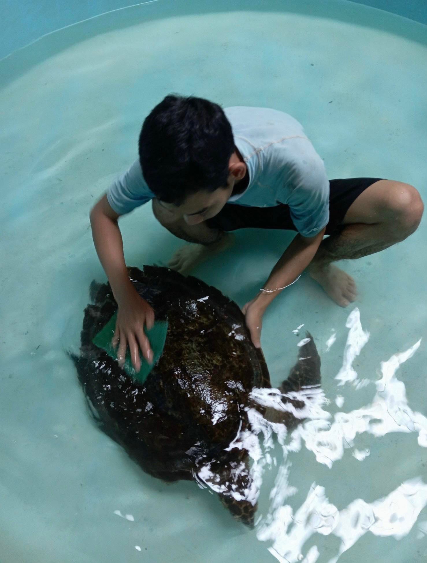 Nhân viên trung tâm  đang chăm sóc  một con rùa biển.