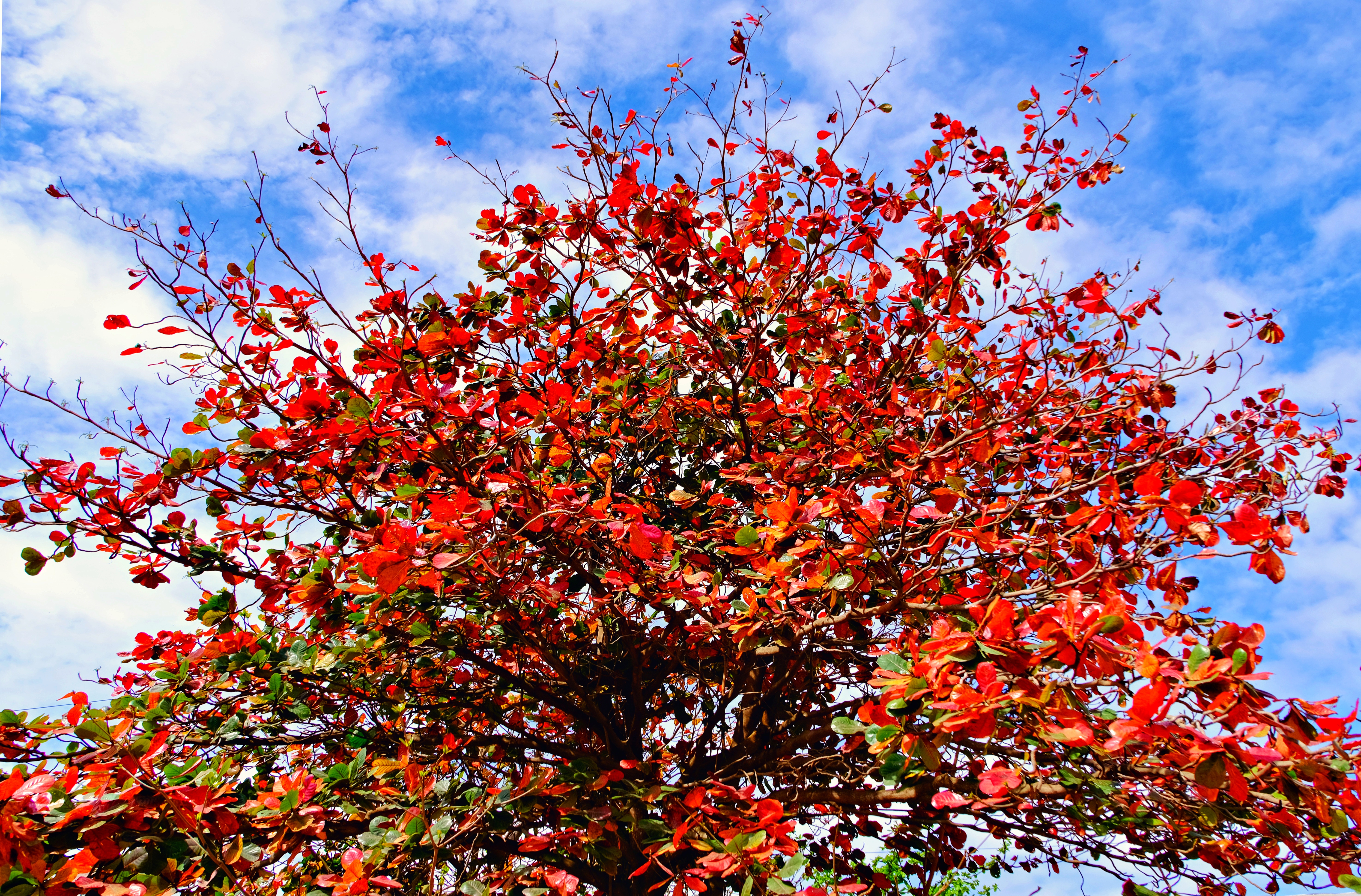 Nha Trang - mùa cây bàng thay lá