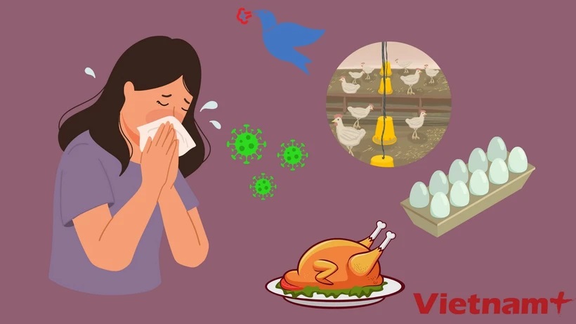 Cúm gia cầm lây nhiễm sang người có thể nguy hiểm như thế nào?