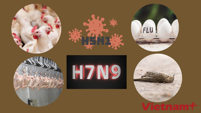 Hầu hết các trường hợp cúm gia cầm ở người là từ các chủng H5N1 và H7N9. (Ảnh: Vietnam+)