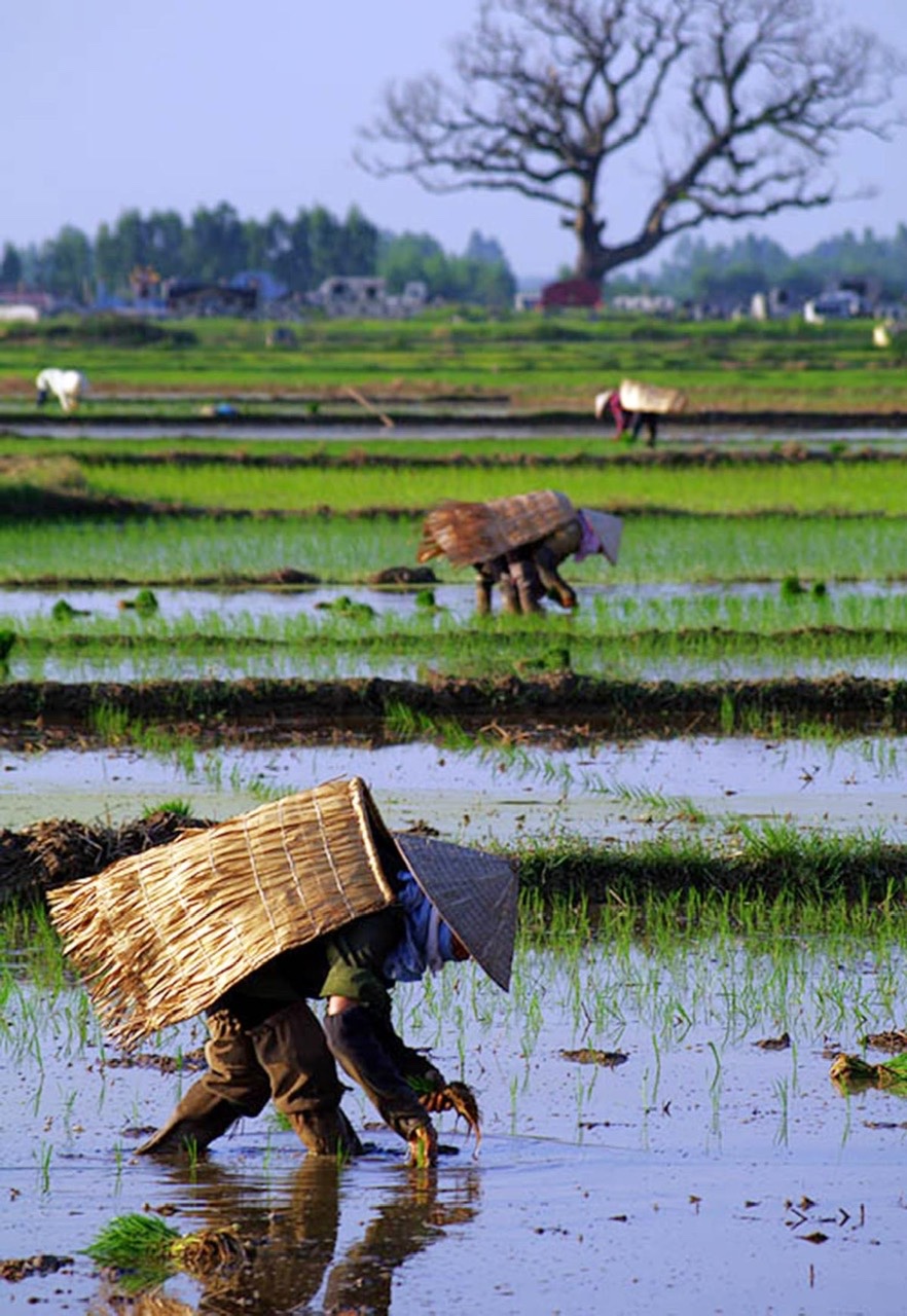 Mặc áo tơi ra đồng. Ảnh: Internet