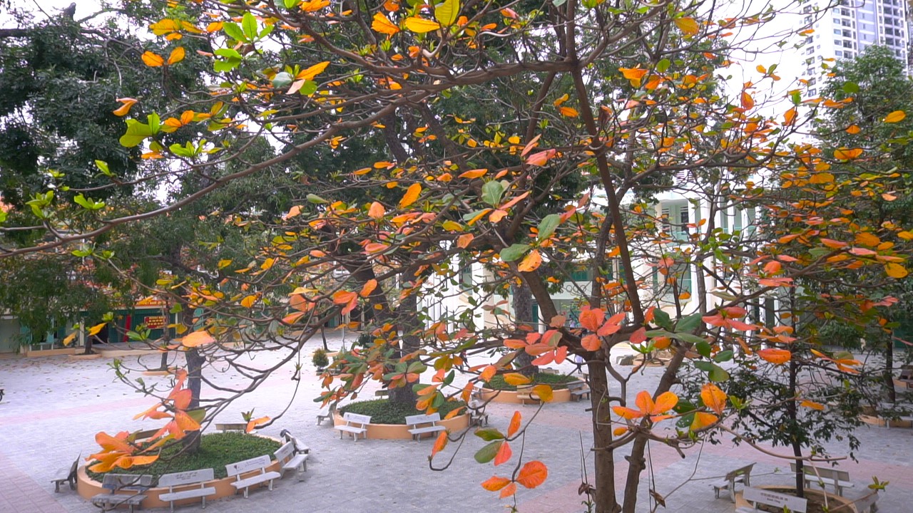 VIDEO: Nha Trang mùa cây bàng thay lá
