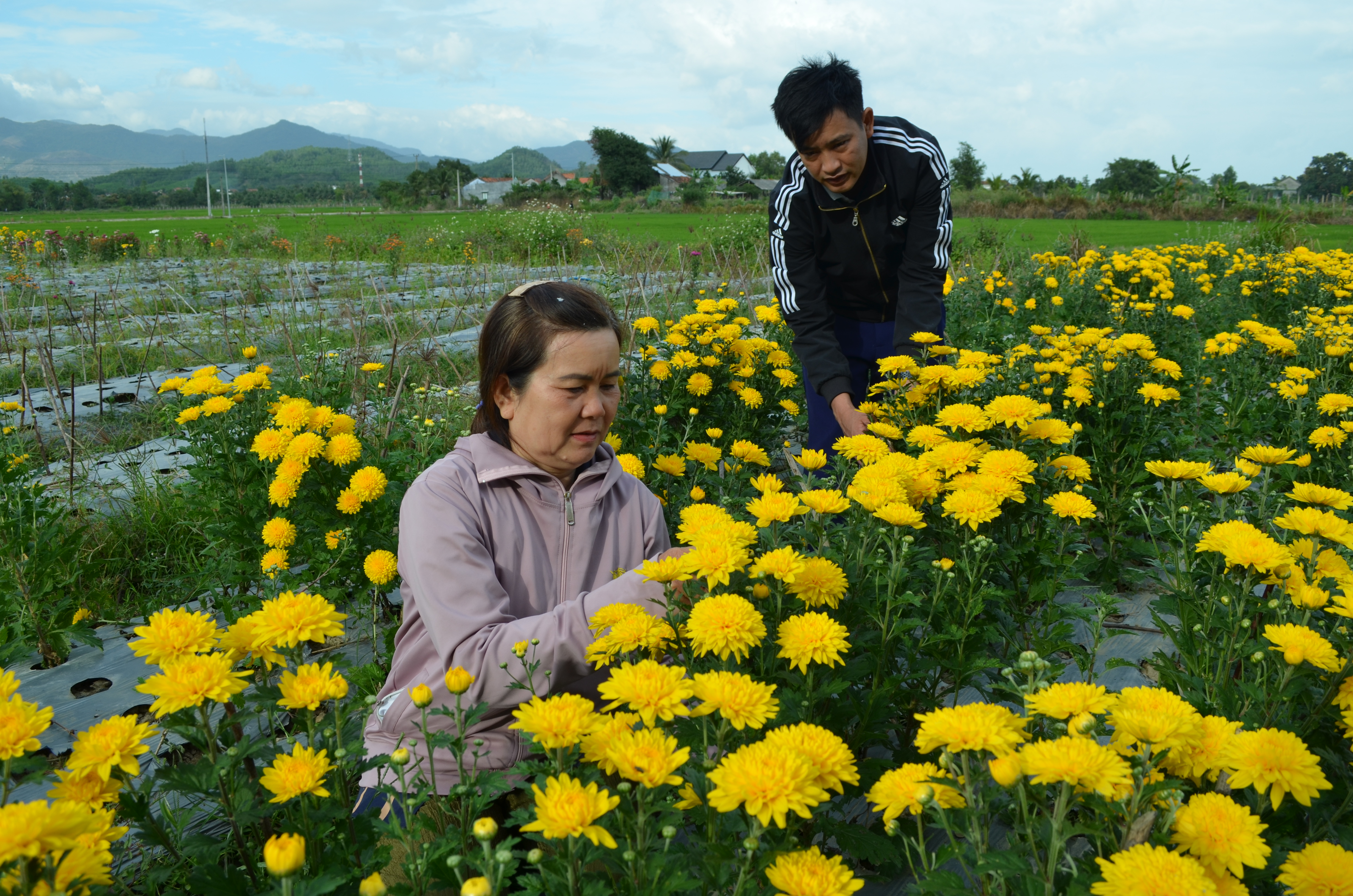 Thu nhập đều đặn nhờ trồng hoa cúc 