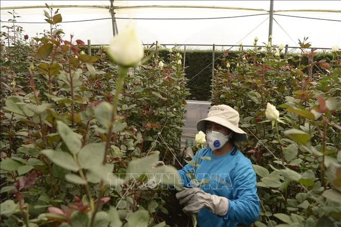 Nước xuất khẩu hoa hàng đầu thế giới xuất lượng hoa kỷ lục trong dịp lễ Valentine