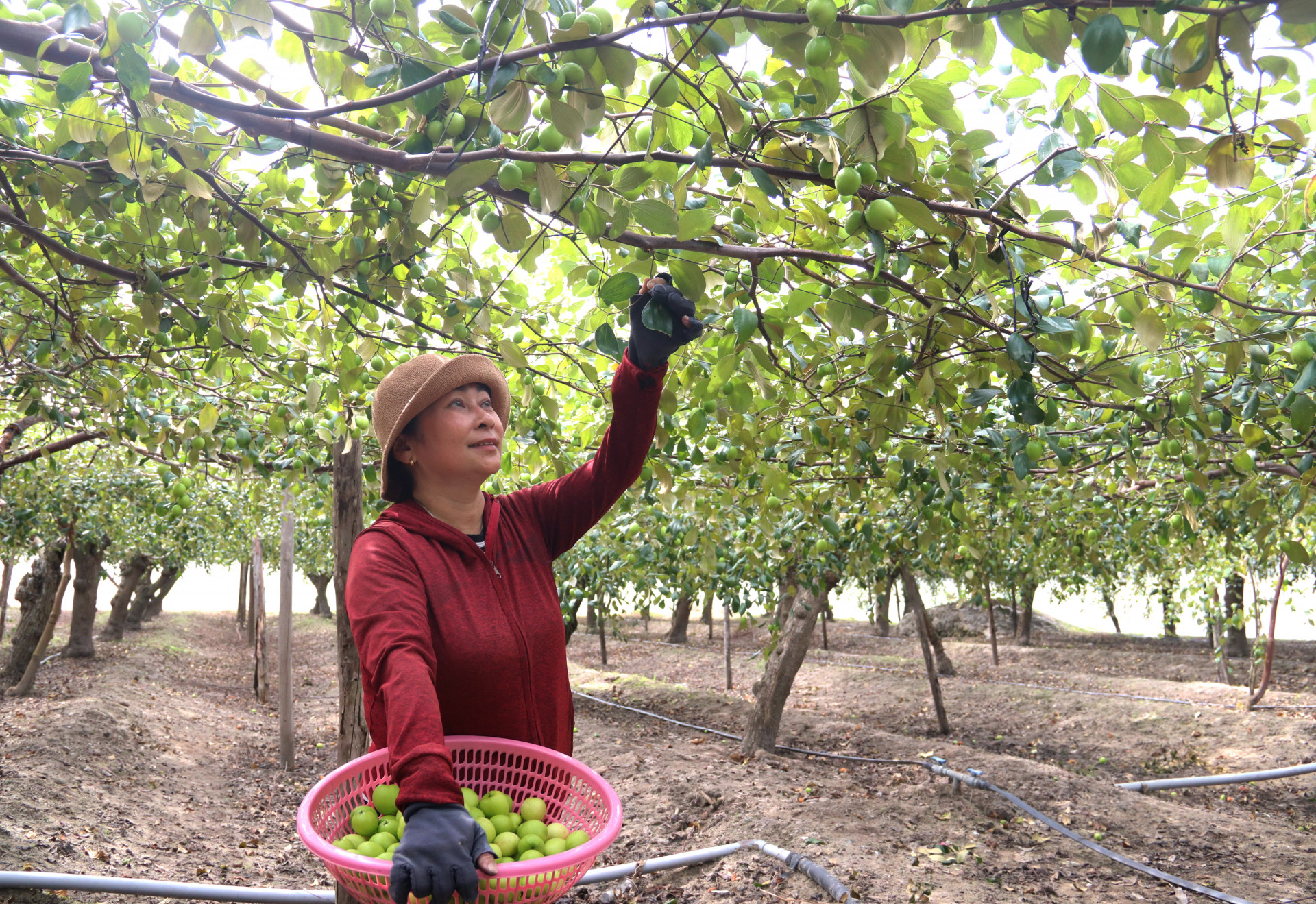 Hong harvests jujubes.