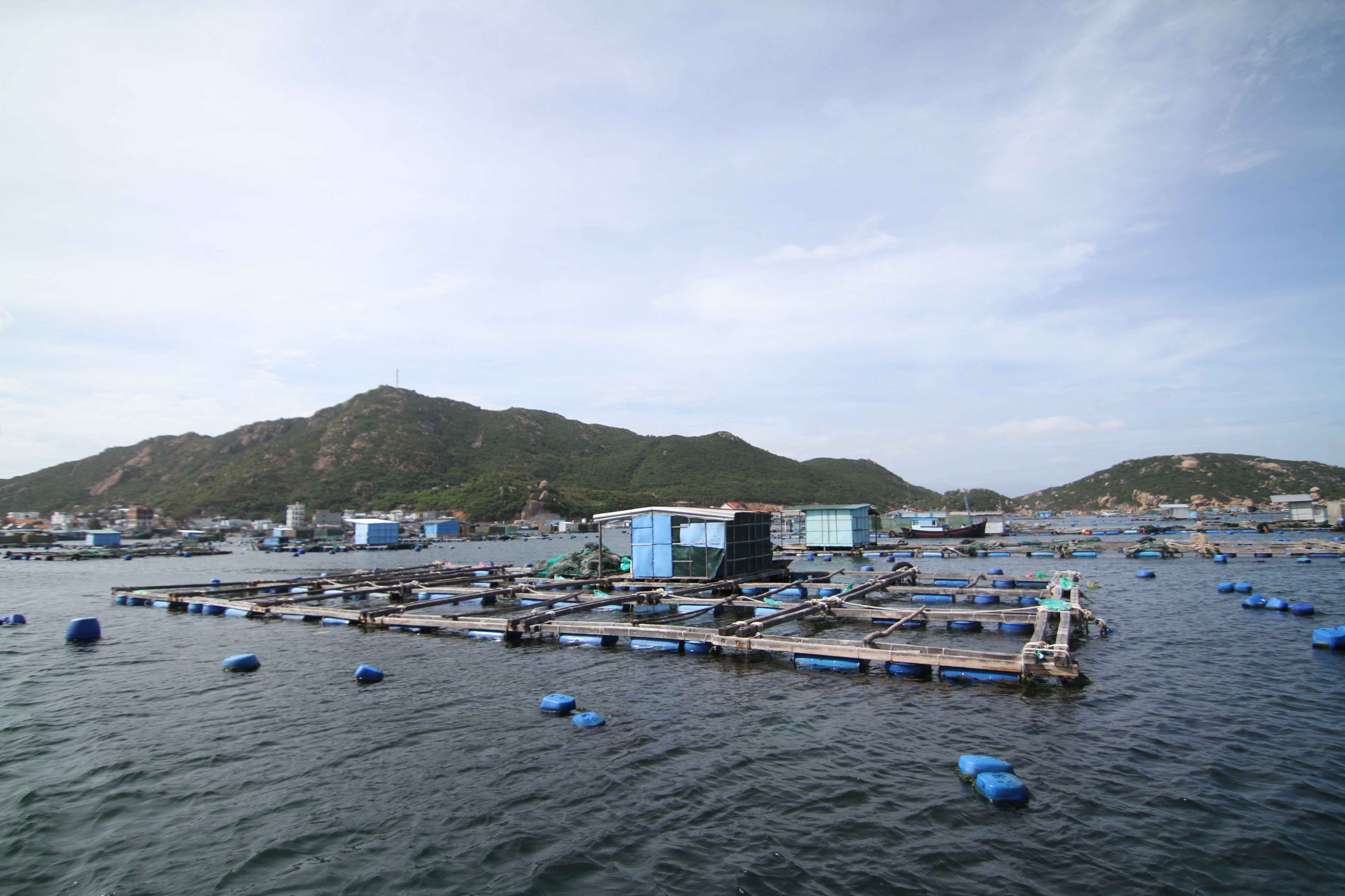 TP. Cam Ranh: Ban hành kế hoạch tăng cường quản lý hoạt động nuôi trồng thủy sản