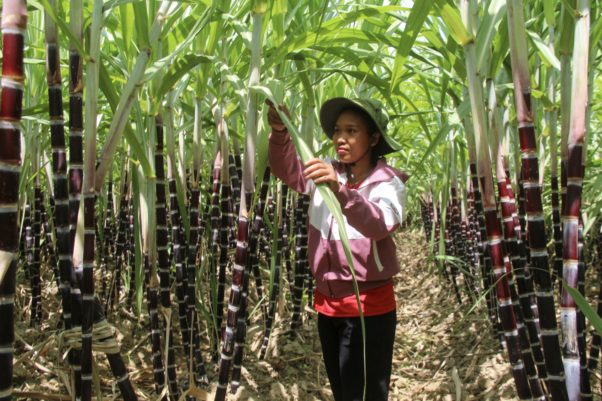 Purple sugarcane in Khanh Son district